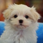 マルチーズ　男の子　２月１日生まれ　毛色：ホワイト
