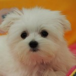 マルチーズ　男の子　１月4日生まれ　毛色：ホワイト