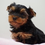ヨークシャーテリア　男の子　２月２８日生まれ　カラー：スチールブルー＆タン