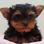 ヨークシャーテリア　女の子　２月２８日生まれ　カラー：スチールブルー＆タン