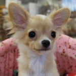 ロングコートチワワ　女の子　３月２８日生まれ　毛色：クリーム　出身：宮崎県