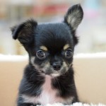 ロングコートチワワ　男の子　３月２８日生まれ　毛色　ブラック＆クリーム