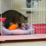 保護猫　めぐる