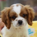 キャバリア・キングチャールズ・スパニエル　男の子　４月１１日生まれ　毛色：ブレンハイム