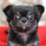 ロングコートチワワ　６月２７日生まれ　女の子　ブラック＆クリーム　