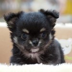 ロングコートチワワ　ブラック＆クリーム　６月２３日生まれ　男の子　出身：宮崎県