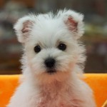 ウエストハイランド・ホワイトテリア　女の子　６月２２日生まれ　出身：宮崎県