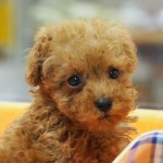 トイプードル　６月２７日生まれ　男の子　毛色：レッド　出身：宮崎県