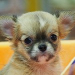 ロングコートチワワ　女の子　６月２７日生まれ　毛色：フォーン　　出身：宮崎県