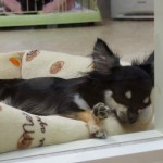 ロングコートチワワ　７月２８日生まれ　女の子　ブラック＆タン　鹿児島県出身