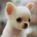 ちわっこ４姉妹　ロングコートチワワ　７月２８日生まれ　女の子　クリーム　鹿児島県出身