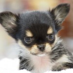 ちわっこ４姉妹　ロングコートチワワ　７月２８日生まれ　女の子　ブラックタン＆ホワイト　鹿児島県出身