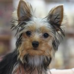 ヨークシャーテリア　８月１３日生まれ　女の子　宮崎県出身　スチールブルー＆タン