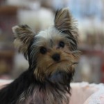 ヨークシャーテリア　８月１３日生まれ　女の子　宮崎県出身　毛色：スチールブルー＆タン