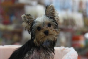 IMG_5548-e1452324674434