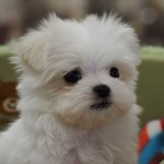 マルチーズ　男の子　父：チャンピオン　９月７日生まれ　毛色：ホワイト　宮崎県出身