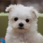 マルチーズ　男の子　父：チャンピオン　９月７日生まれ　毛色：ホワイト　宮崎県出身