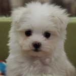 マルチーズ　男の子　父：チャンピオン　９月７日生まれ　毛色：ホワイト　宮崎県出身