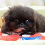 ペキニーズ　女の子　９月１０日生まれ　毛色：ブラック＆ホワイト　鹿児島県出身