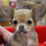 ロングコートチワワ　１０月２４日生まれ　女の子　毛色：フォーン　宮崎県出身