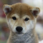 柴犬　女の子　１０月２０日生まれ　毛色：赤　宮崎県出身