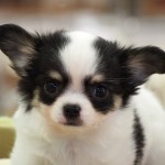 ロングコートチワワ　女の子　１０月７日生まれ　ホワイト＆ブラックタン　鹿児島県出身　　　