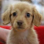 ミニチュアダックスフンド　１２月２０日生まれ　女の子　毛色：ゴールド