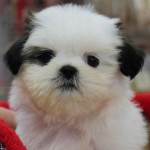 シーズー　２月１１日生まれ　女の子　毛色：ゴールド 鹿児島県出身