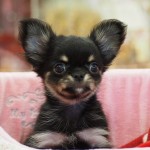 ロングコートチワワ　２月１９日生まれ　男の子　ブラック＆タン　鹿児島県出身