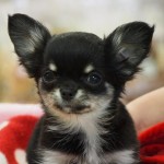 ロングコートチワワ　２月１９日生まれ　女の子　毛色：ブラック＆クリーム　鹿児島県出身