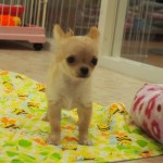 ロングコートチワワ　２月１９日生まれ　女の子　毛色：レッド　鹿児島県出身