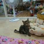 保護猫　あいり