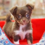 ロングコートチワワ　４月１０日生まれ　女の子　毛色：チョコレート・タン＆ホワイト　宮崎県出身