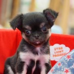 ロングコートチワワ　４月１０日生まれ　女の子　ブラック・タン＆ホワイト　宮崎県出身