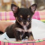 ロングコートチワワ　５月１日生まれ　女の子　毛色：ブルータン