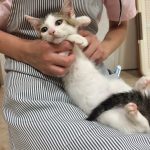 保護猫 かんにゃん