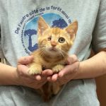 保護猫 ゾロくん