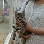 保護猫 ちびキジくん