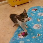 保護猫 華丸と大吉