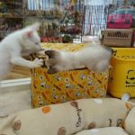 保健猫 チョコくん