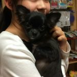 ロングコートチワワ かまぼこちゃん 6月7日生まれ 女の子 鹿児島県出身