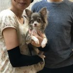 ロングコートチワワ　あられちゃん　女の子　６月１８日生まれ　イザベラ＆ホワイト　宮崎県出身