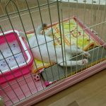 保護猫 パンチ👊