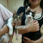 保護猫 圭と柔ちゃん