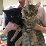 保護猫 キュー太郎