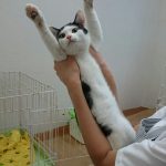 保護猫 ヅラちゃん