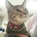 保護猫 タッチちゃん