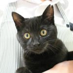 保護猫 さくらちゃん