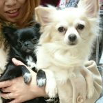 ロングコートチワワ　サクセスくん　 6月7日生まれ 男の子 鹿児島県出身