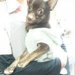 スムースコートチワワ　デ・ニーロ　男の子　６月１４日生まれ　チョコレート＆タン　宮崎県出身　